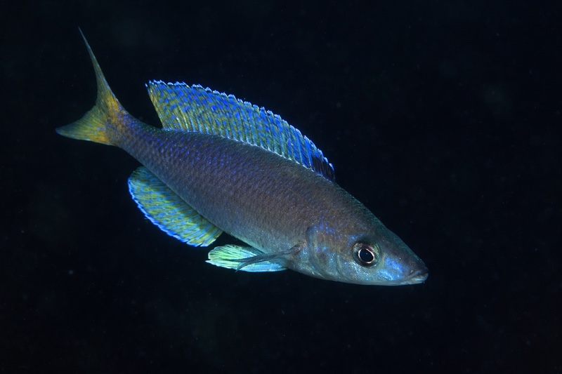 Cyprichromis sp. 'leptosoma jumbo' Mvuna Island